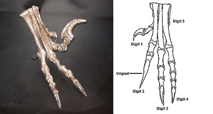 Deinonychus feet