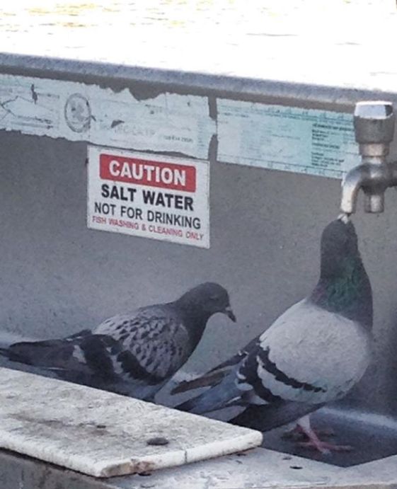 pigeons_drinking_saltwater
